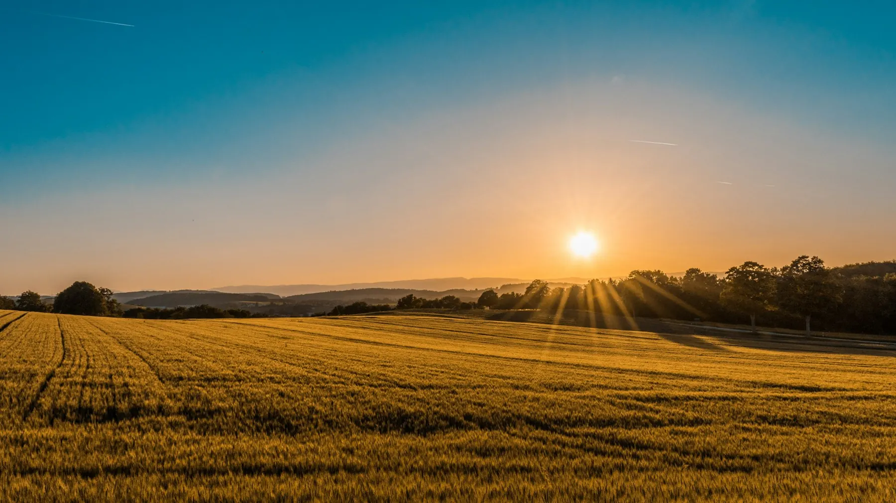 Open field at golden hour under a clear sky
